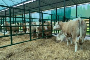 Mavi srl - azienda 20